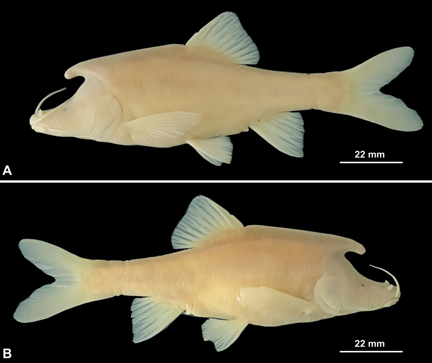 Phát hiện loài cá mới có cấu trúc giống sừng bí ẩn ở phía sau đầu - Ảnh 2.