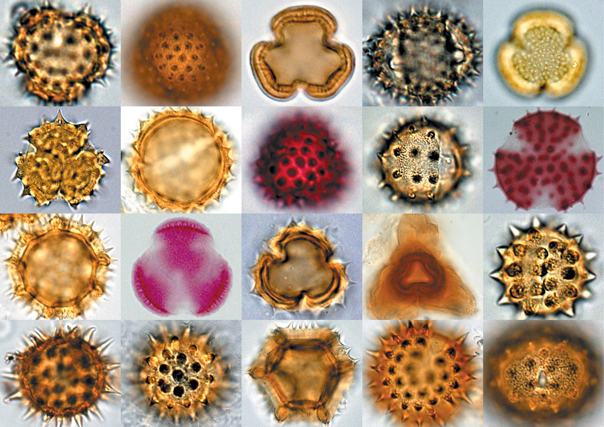 Пыльца название. Пыльца донника под микроскопом. Пыльца микроскопия атлас. Пыльца микроскопия палинология. Пыльца насекомоопыляемых растений под микроскопом.