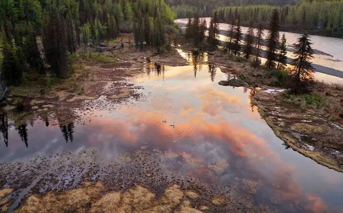 Vùng lãnh nguyên Alaska bị tàn phá như thể cháy rừng, nguyên nhân hóa ra lại từ một loài gặm nhấm - Ảnh 9.