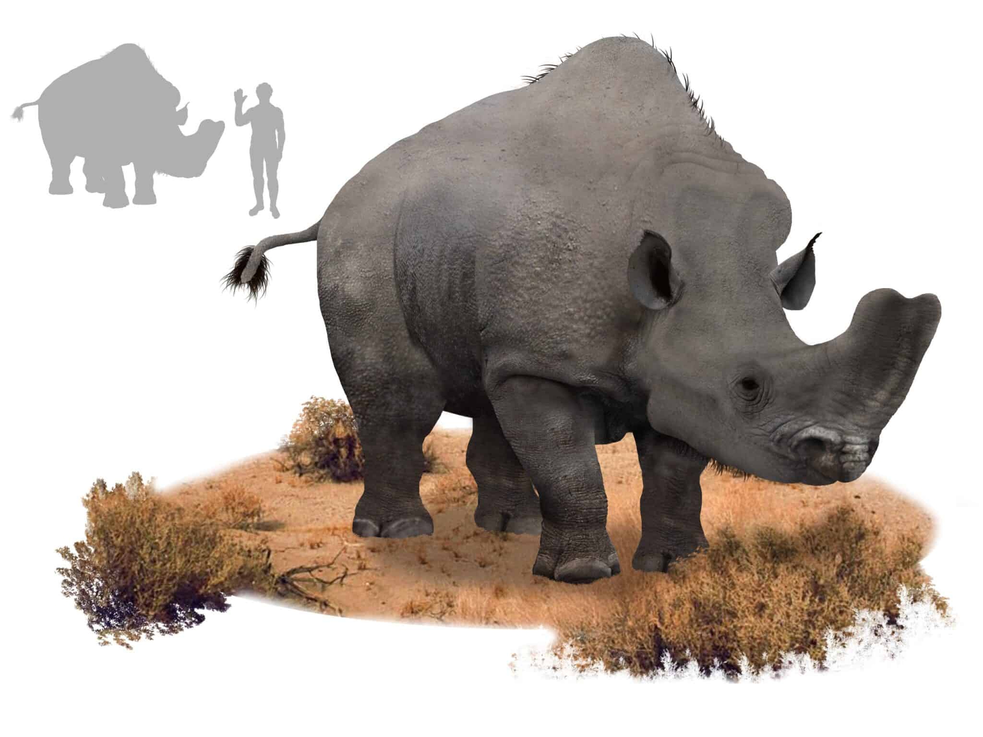 Embolotherium: Loài tê giác sở hữu chiếc sừng giống như loài bọ hung - Ảnh 1.
