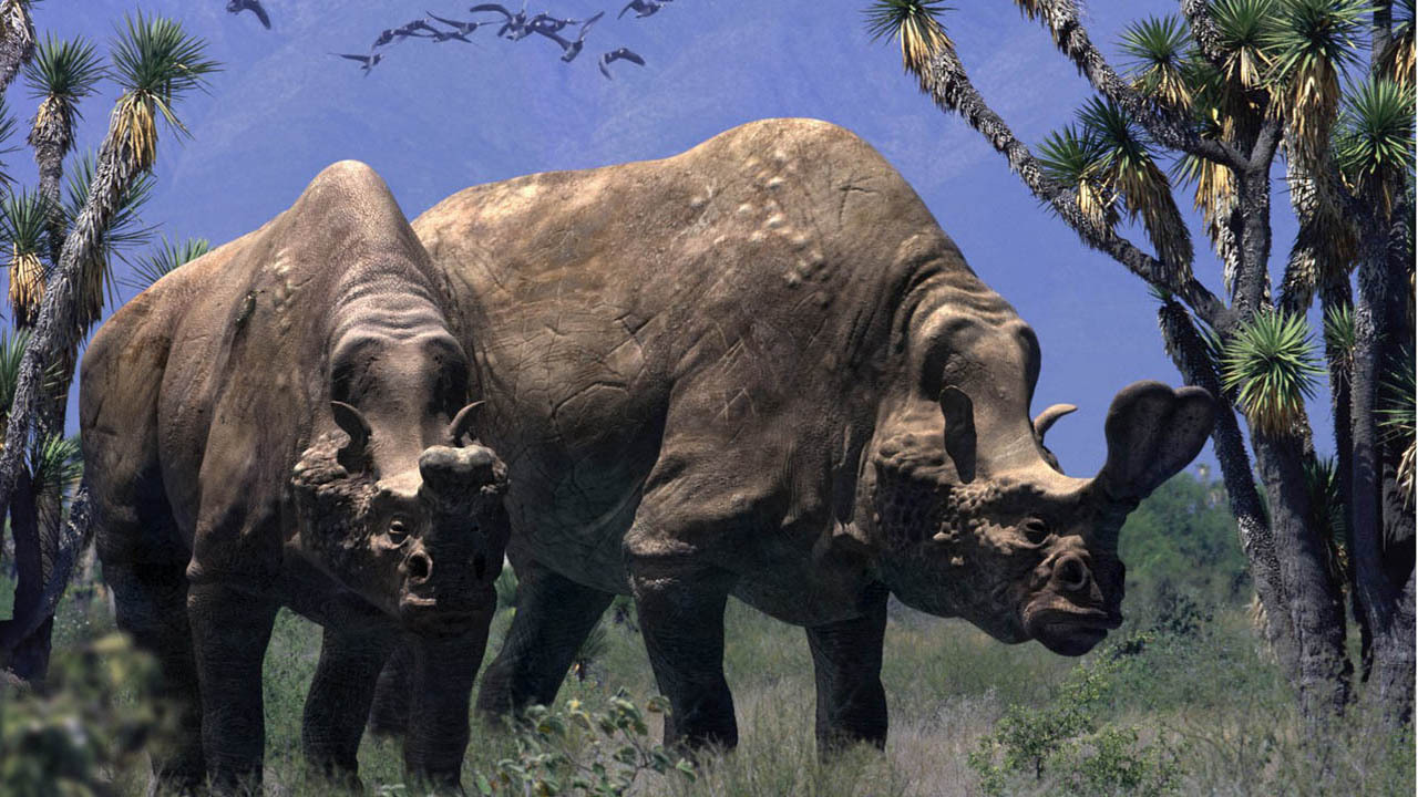 Embolotherium: Loài tê giác sở hữu chiếc sừng giống như loài bọ hung - Ảnh 4.