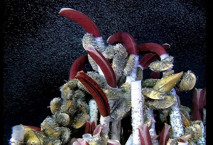 Bí ẩn về hình dạng cơ thể lạ kỳ của vi khuẩn biển sâu - Ảnh 5.