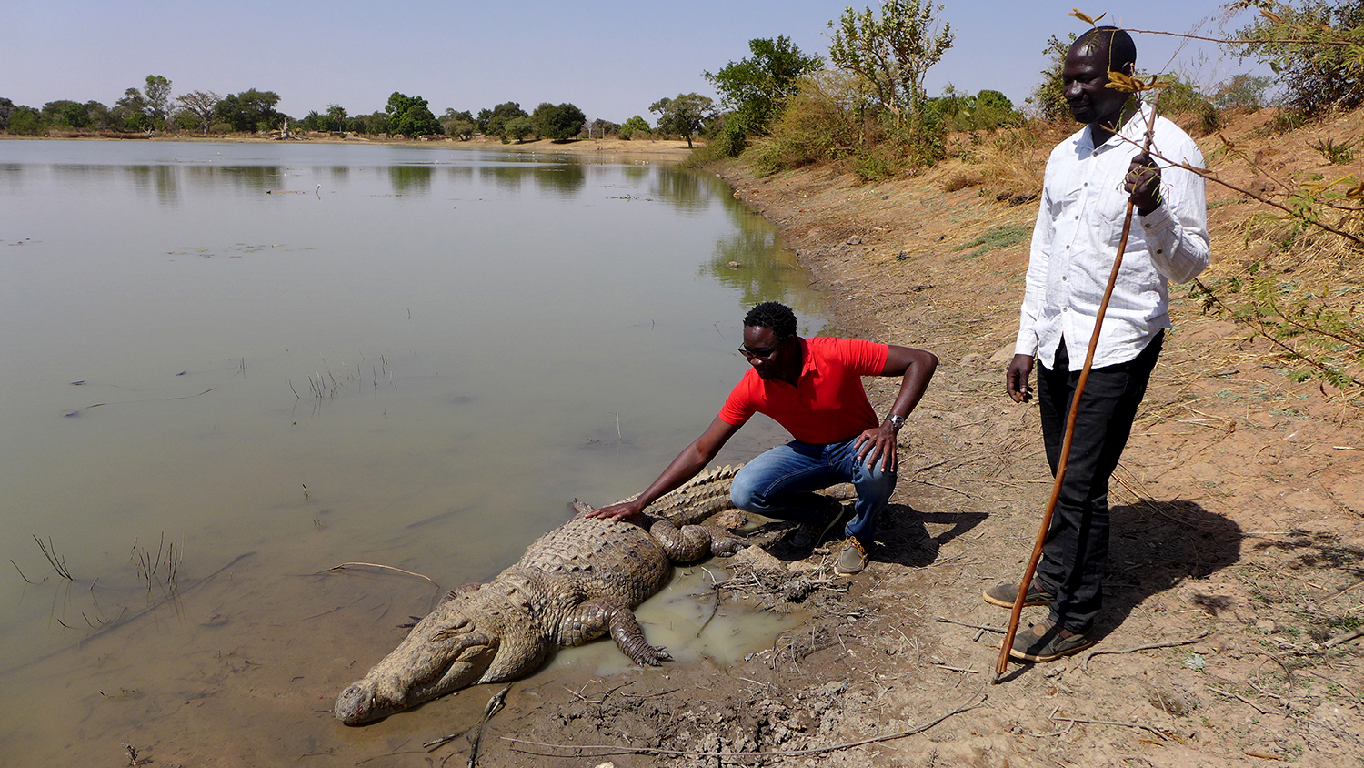 Con người và cá sấu đã chung sống hòa thuận suốt hơn 500 năm qua tại Burkina Faso - Ảnh 3.