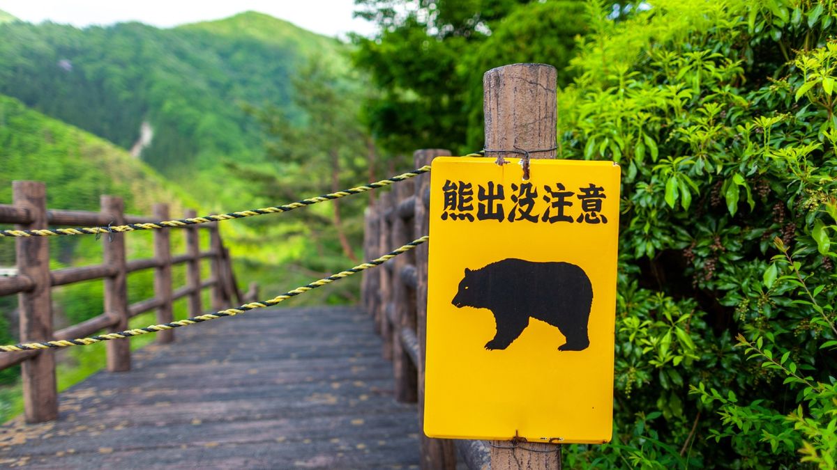 Trong 7 tháng qua, 160 vụ gấu nâu tấn công đã xảy ra ở Nhật Bản khiến 3 người thiệt mạng! - Ảnh 2.
