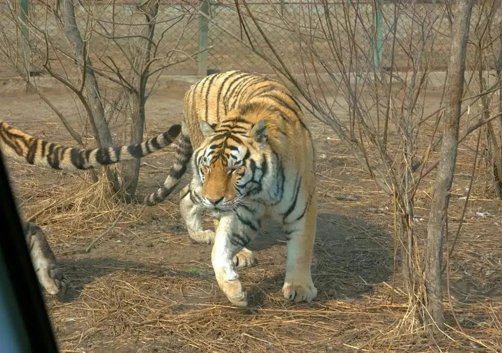 Lý do vào mùa đông hổ Siberia thường xuyên xuống núi tìm kiếm thức ăn- Ảnh 1.