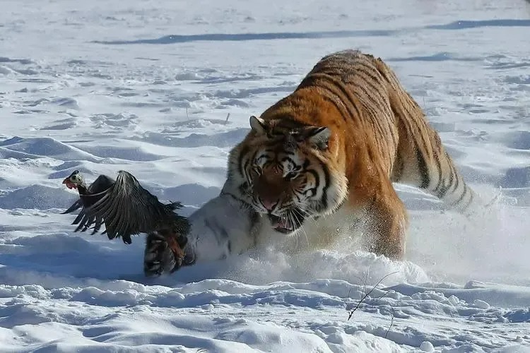 Lý do vào mùa đông hổ Siberia thường xuyên xuống núi tìm kiếm thức ăn- Ảnh 3.