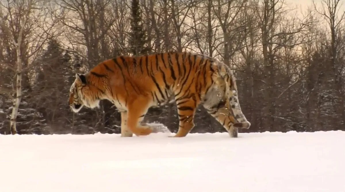 Lý do vào mùa đông hổ Siberia thường xuyên xuống núi tìm kiếm thức ăn- Ảnh 5.