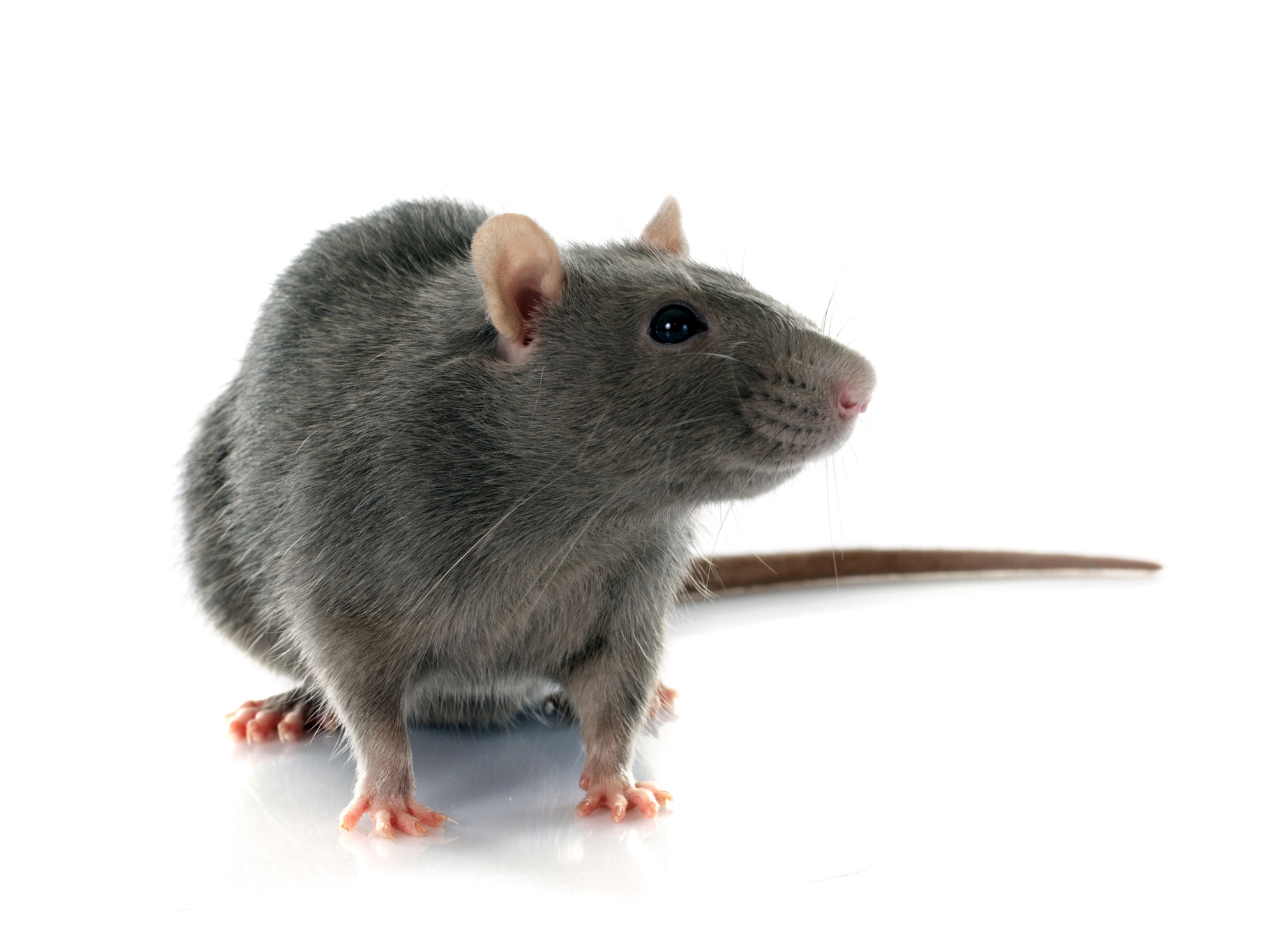 Thí nghiệm cấy ghép não: Sự phát triển của mô não người gây ra những thay đổi hành vi ở chuột!- Ảnh 4.