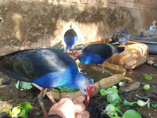 Độc lạ loài chim ở Việt Nam: Biết giữ nhà như chó, "tính nóng như lửa", giá bán tiền triệu- Ảnh 6.