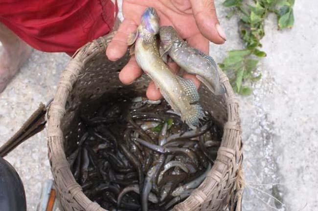 Độc lạ loài cá kỳ dị ở Việt Nam: Mình đầy "hình xăm", biết leo cây, đi bộ trên cạn- Ảnh 2.