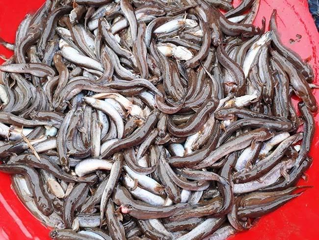 Độc lạ loài cá kỳ dị ở Việt Nam: Mình đầy "hình xăm", biết leo cây, đi bộ trên cạn- Ảnh 3.