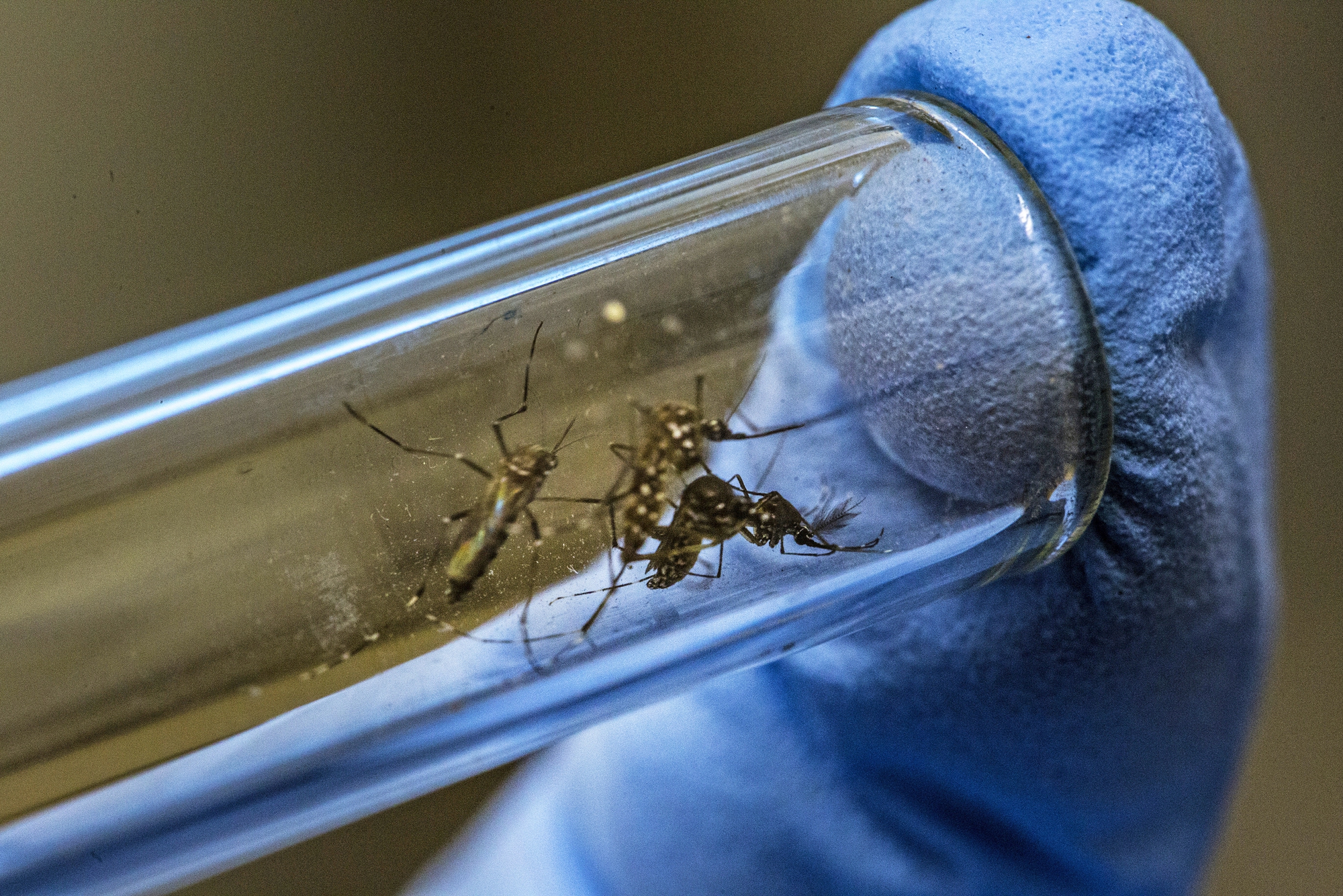Tại sao Hoa Kỳ lại thả 2,4 tỷ con muỗi biến đổi gen ra bên ngoài môi trường?- Ảnh 1.