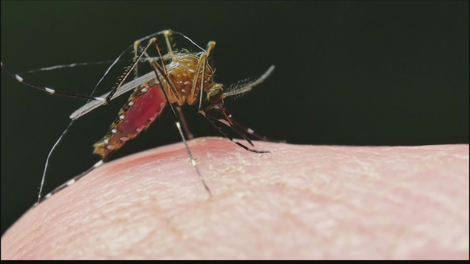 Tại sao Hoa Kỳ lại thả 2,4 tỷ con muỗi biến đổi gen ra bên ngoài môi trường?- Ảnh 3.