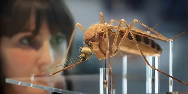 Tại sao Hoa Kỳ lại thả 2,4 tỷ con muỗi biến đổi gen ra bên ngoài môi trường?- Ảnh 2.