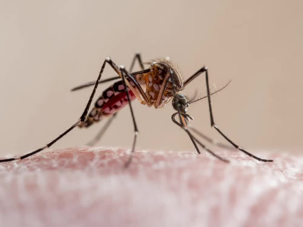 Tại sao Hoa Kỳ lại thả 2,4 tỷ con muỗi biến đổi gen ra bên ngoài môi trường?- Ảnh 5.