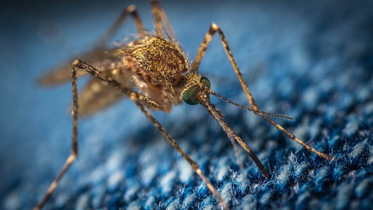 Tại sao Hoa Kỳ lại thả 2,4 tỷ con muỗi biến đổi gen ra bên ngoài môi trường?- Ảnh 6.