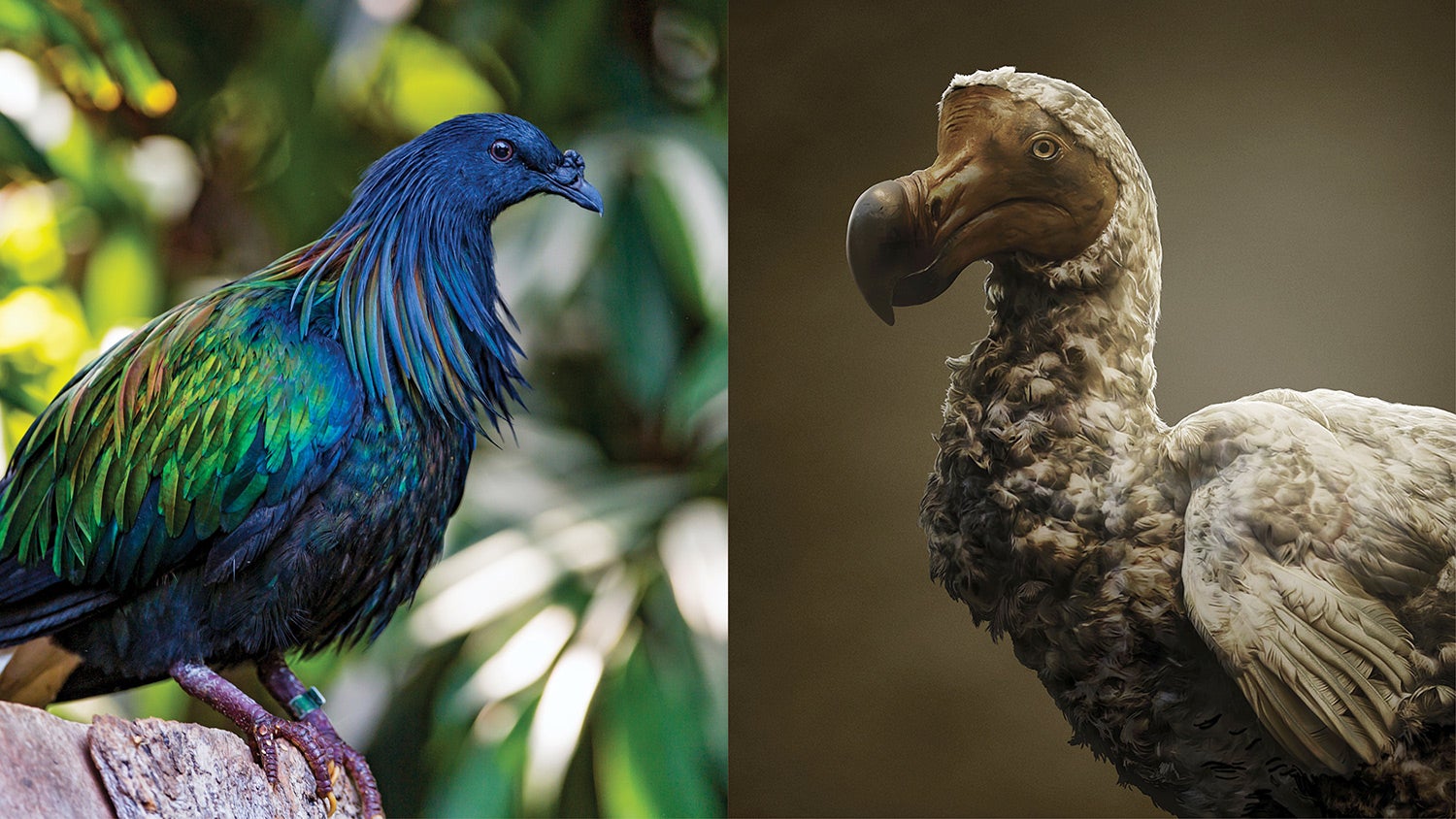 Các nhà khoa học có kế hoạch hồi sinh chim Dodo, nhưng chính xác thì họ làm điều đó như thế nào?- Ảnh 4.