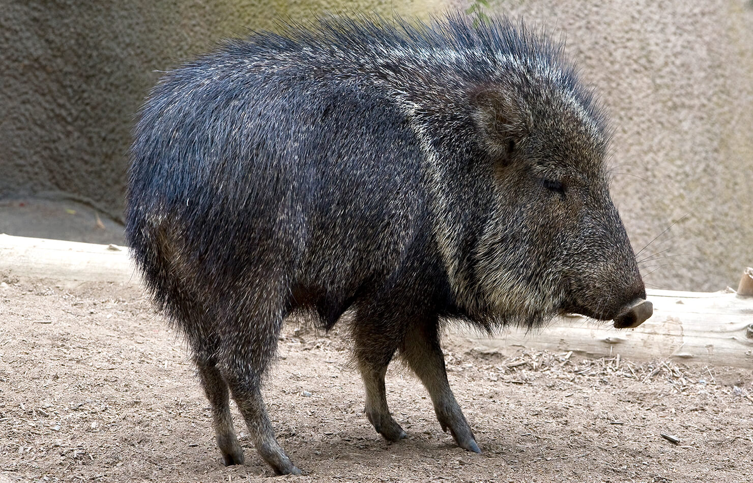Vì sao lợn rừng lông kim được coi là loài động vật có vú đặc biệt nhất trên Trái Đất? - Ảnh 1.