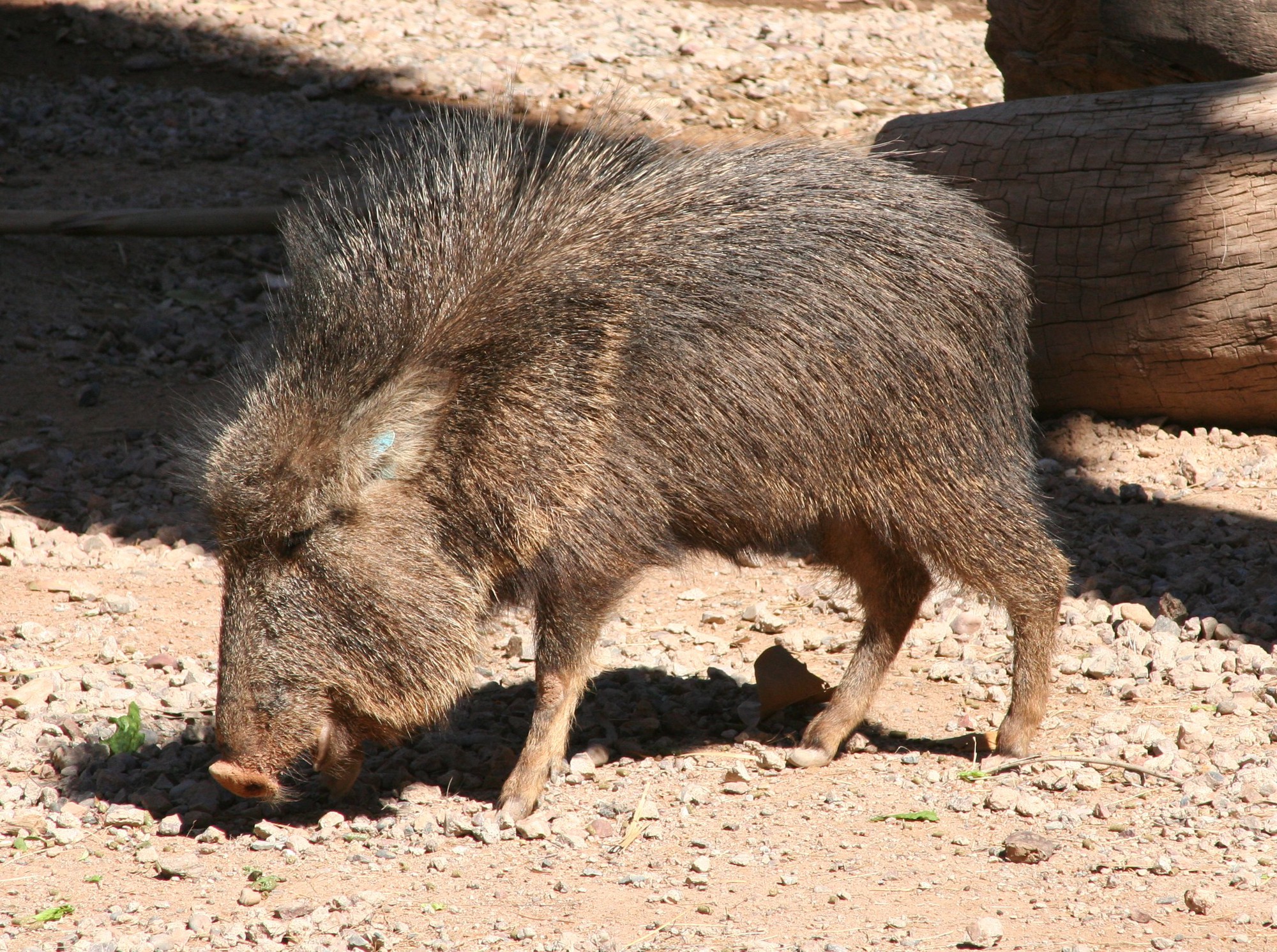Vì sao lợn rừng lông kim được coi là loài động vật có vú đặc biệt nhất trên Trái Đất? - Ảnh 2.