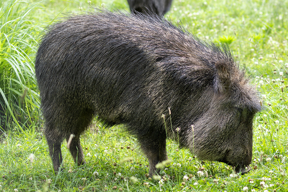 Vì sao lợn rừng lông kim được coi là loài động vật có vú đặc biệt nhất trên Trái Đất? - Ảnh 5.