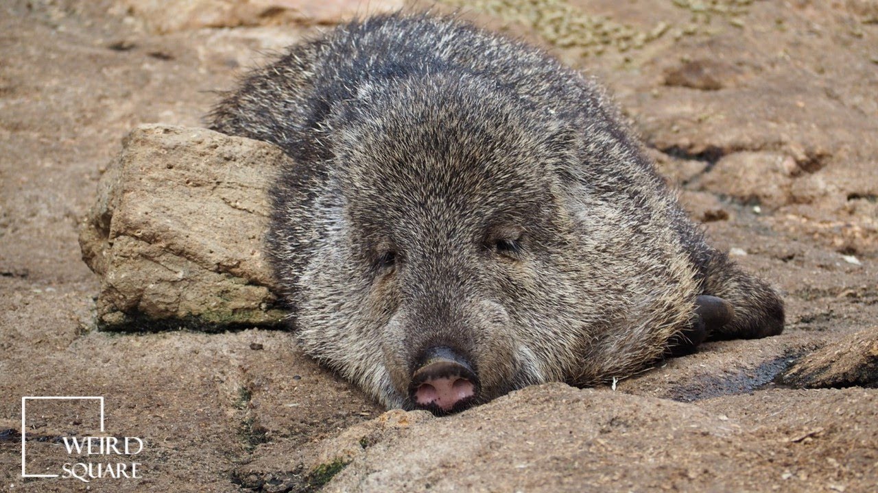 Vì sao lợn rừng lông kim được coi là loài động vật có vú đặc biệt nhất trên Trái Đất? - Ảnh 3.