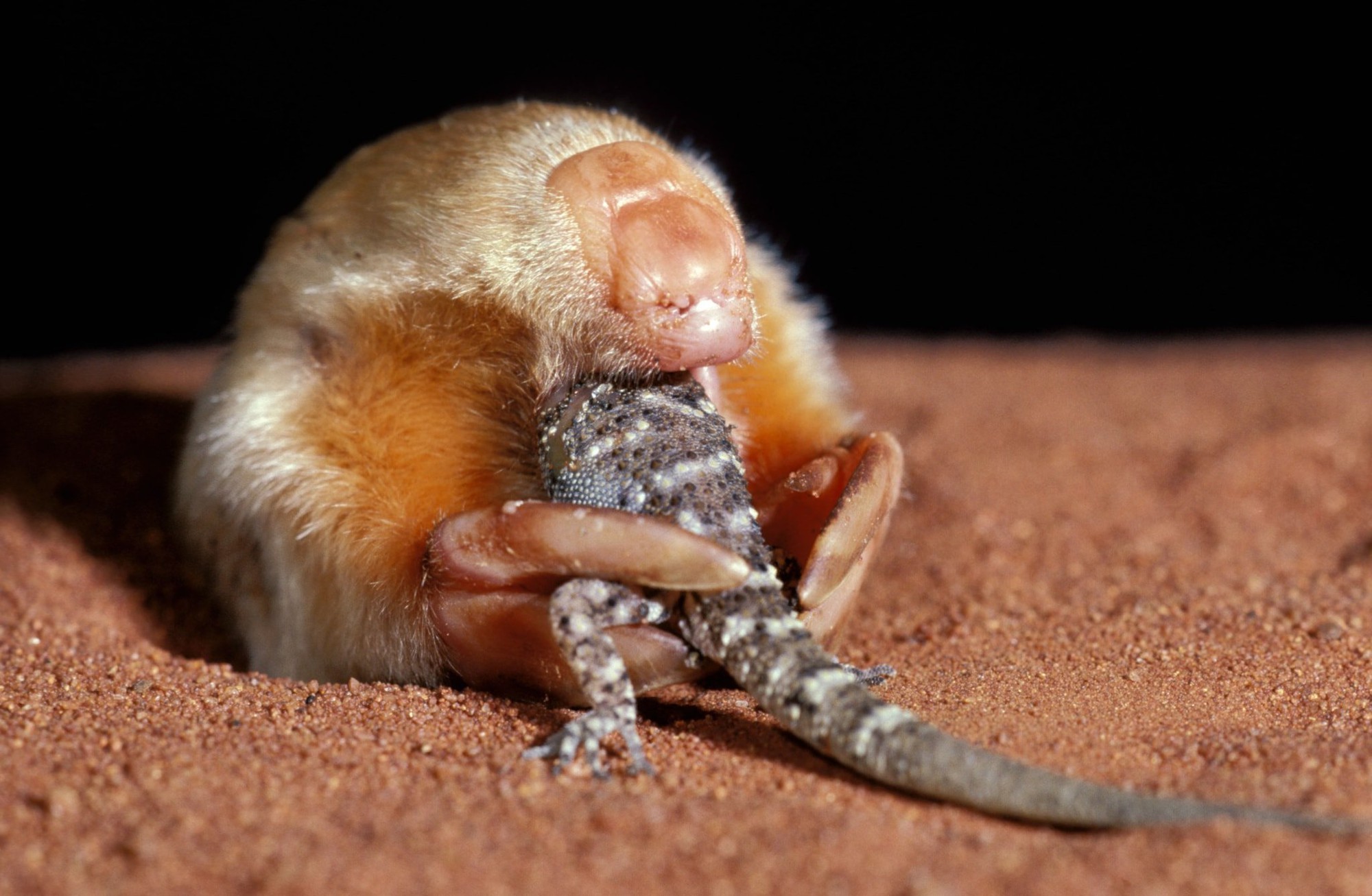 Sau 87 năm, loài chuột chũi vàng De Winton tưởng chừng đã tuyệt chủng xuất hiện trở lại ở Nam Phi- Ảnh 4.