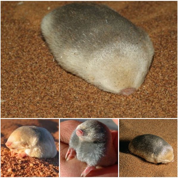 Sau 87 năm, loài chuột chũi vàng De Winton tưởng chừng đã tuyệt chủng xuất hiện trở lại ở Nam Phi- Ảnh 2.