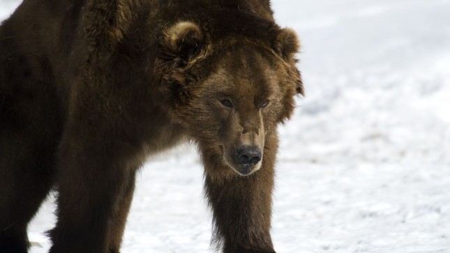 Vì sao gấu không thể ngủ đông, lang thang khắp Siberia?- Ảnh 1.