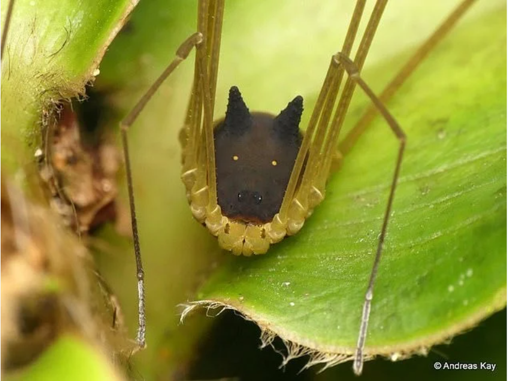 Ghi hình "quái thú" đầu chó, chân nhện trong rừng Amazon, nhiếp ảnh gia bị cư dân mạng đòi tới tận nhà- Ảnh 1.