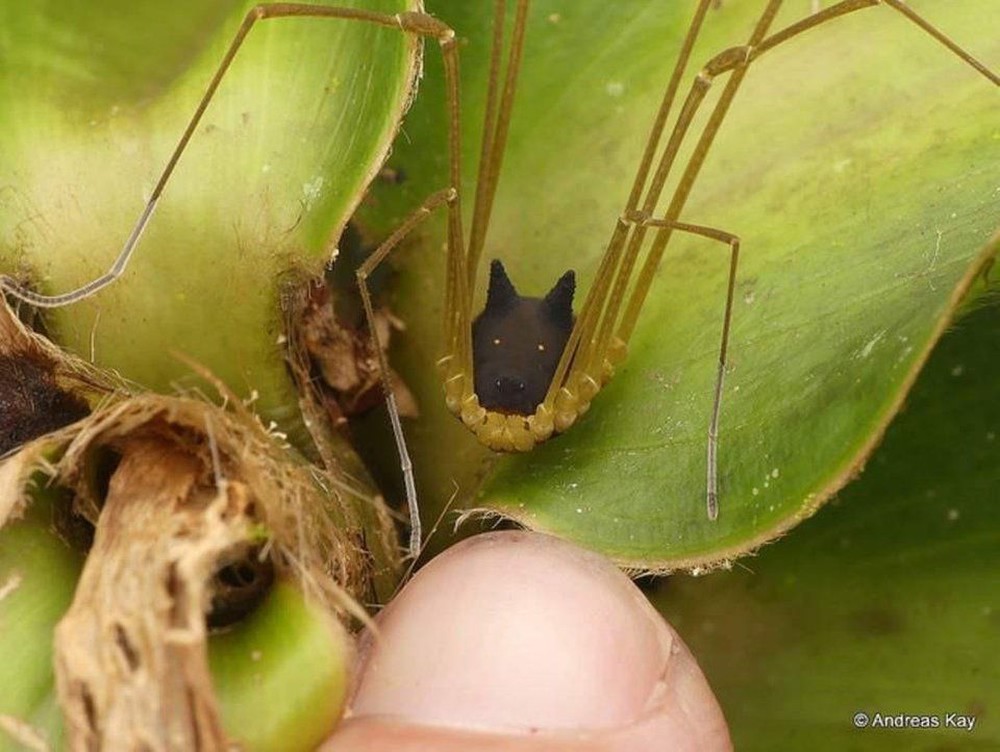 Ghi hình "quái thú" đầu chó, chân nhện trong rừng Amazon, nhiếp ảnh gia bị cư dân mạng đòi tới tận nhà- Ảnh 2.