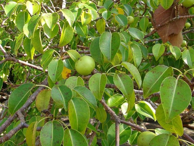 Kỳ lạ loại cây chỉ cần đứng dưới gốc vào ngày mưa cũng có thể nhiễm độc, nhưng vỏ được dùng làm "kẹo chữa bệnh"- Ảnh 2.