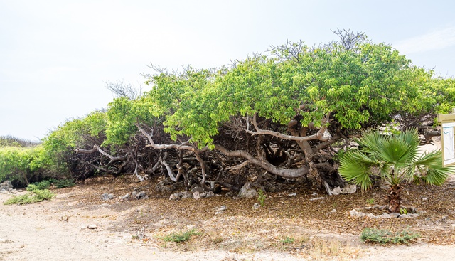 Kỳ lạ loại cây chỉ cần đứng dưới gốc vào ngày mưa cũng có thể nhiễm độc, nhưng vỏ được dùng làm "kẹo chữa bệnh"- Ảnh 5.