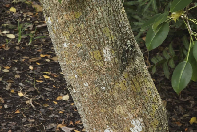 Kỳ lạ loại cây chỉ cần đứng dưới gốc vào ngày mưa cũng có thể nhiễm độc, nhưng vỏ được dùng làm "kẹo chữa bệnh"- Ảnh 6.