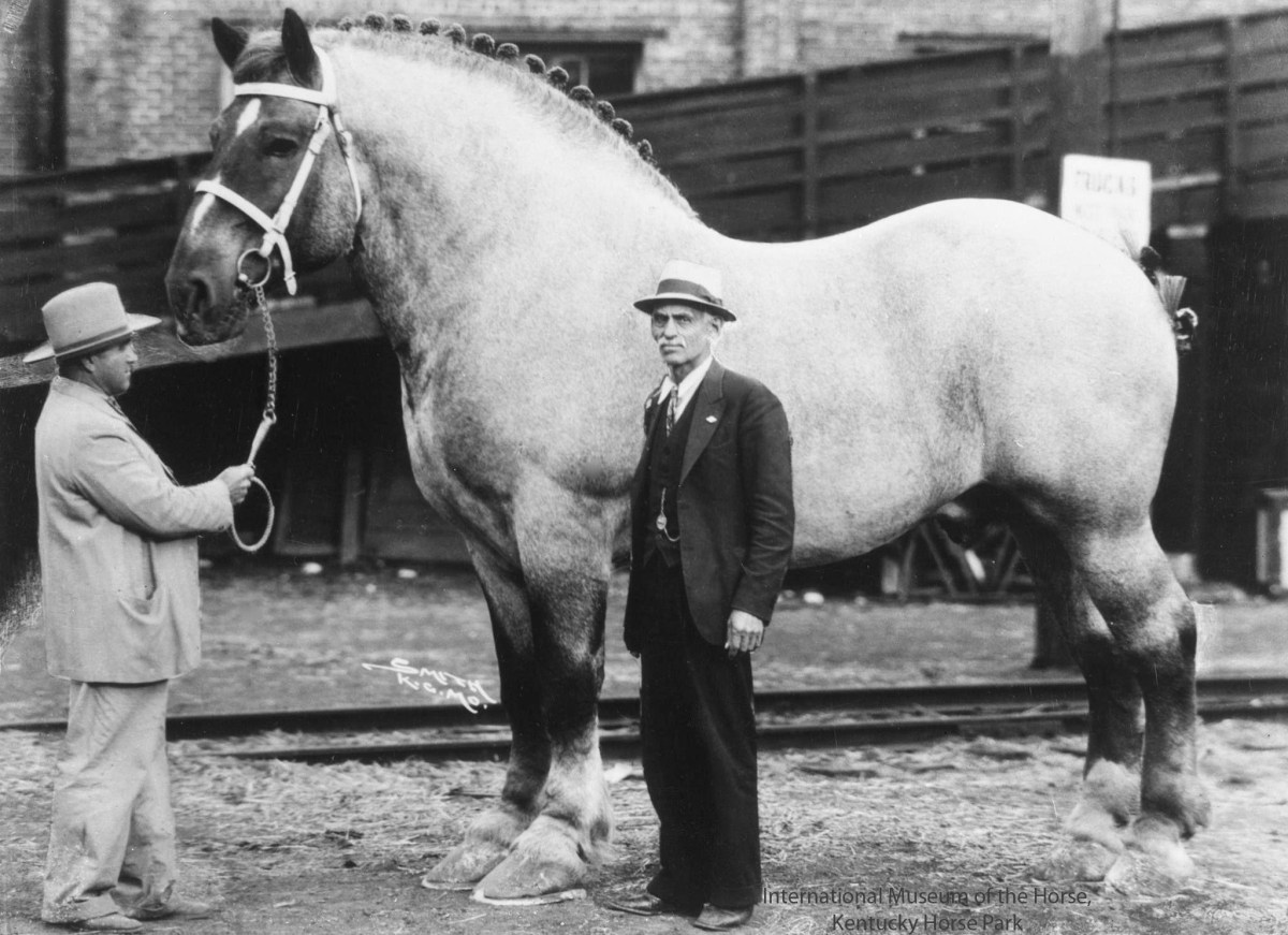 Đây là những con ngựa cao nhất và nặng nhất từng được ghi nhận- Ảnh 1.