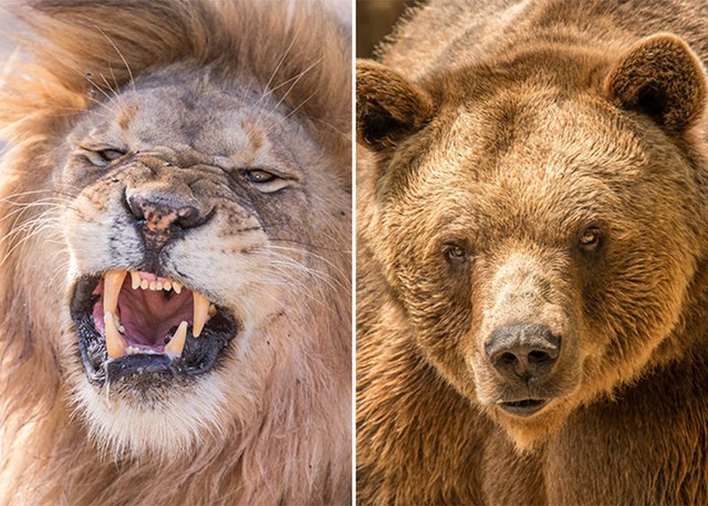 Sư tử “liều mạng” quyết chiến với gấu xám: Kết quả trận đấu nghẹt thở được định đoạt nhờ 3 yếu tố- Ảnh 3.