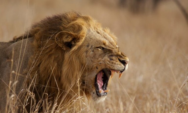 Sư tử “liều mạng” quyết chiến với gấu xám: Kết quả trận đấu nghẹt thở được định đoạt nhờ 3 yếu tố- Ảnh 2.