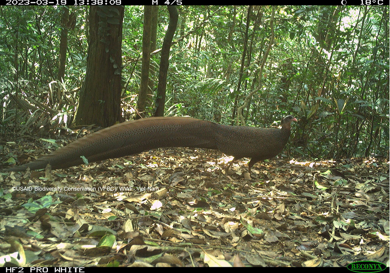 Lộ diện những loài vật bí ẩn trong rừng sâu Việt Nam- Ảnh 12.