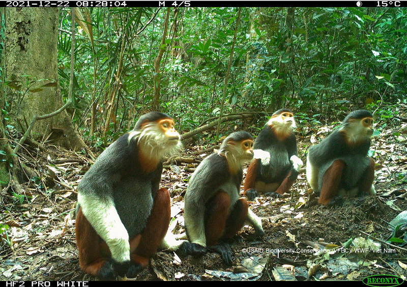 Lộ diện những loài vật bí ẩn trong rừng sâu Việt Nam- Ảnh 4.