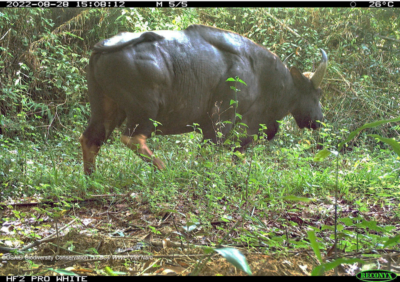 Lộ diện những loài vật bí ẩn trong rừng sâu Việt Nam- Ảnh 1.