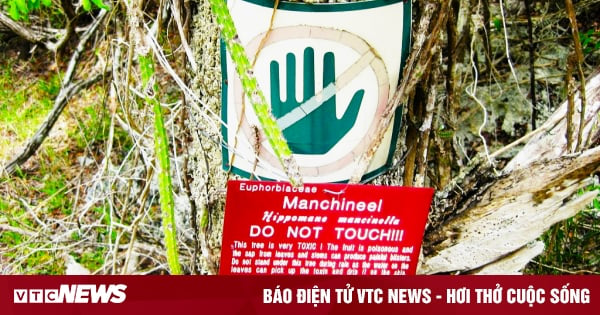 Manchineel - loài cây nguy hiểm nhất thế giới