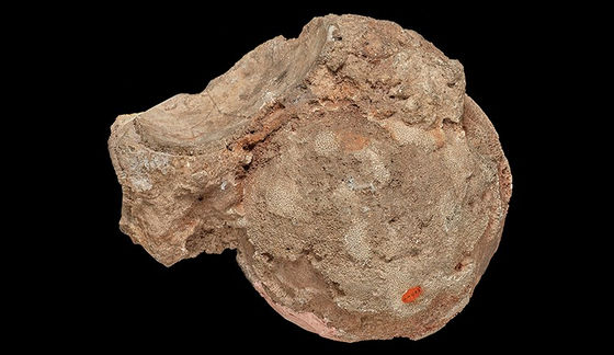 Viên đá mã não được giữ như báu vật 140 năm, nhân viên bảo tàng ngã ngửa khi biết là trứng "quái thú"- Ảnh 1.