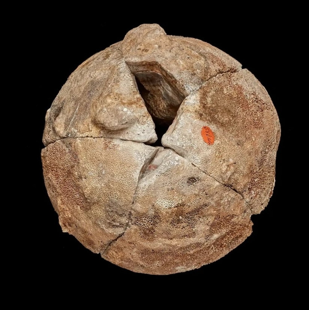 Viên đá mã não được giữ như báu vật 140 năm, nhân viên bảo tàng ngã ngửa khi biết là trứng "quái thú"- Ảnh 2.