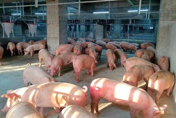 Choáng với 'chung cư lợn' khổng lồ ở làng quê Trung Quốc: Có trung tâm giám sát như NASA, vận hành chính xác ngang dây chuyền sản xuất iPhone của Foxconn - Ảnh 4.