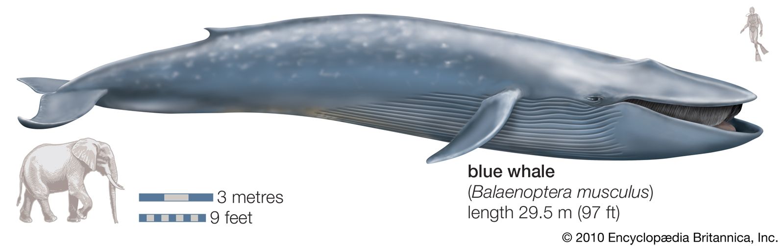 Trái tim của cá voi xanh có thực sự to bằng một chiếc ô tô không? - Ảnh 1.