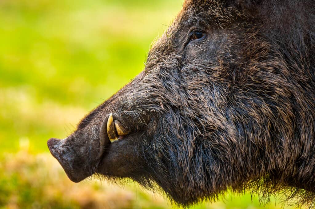 Tại sao lợn hoang lại khiến cho Hoa Kỳ phải chịu thiệt hại lên tới 2,5 tỷ USD? - Ảnh 4.