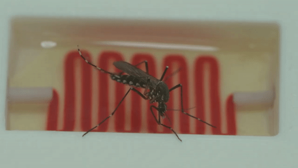 Nhà khoa học này chế tạo &quot;máu ăn liền&quot; cho muỗi, để chúng đỡ phải đi đốt người - Ảnh 13.