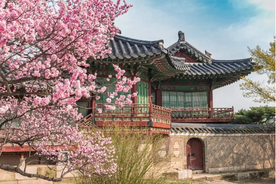 Những lý do mùa xuân Hàn Quốc khiến du khách lạc lối quên đường về - Ảnh 1.