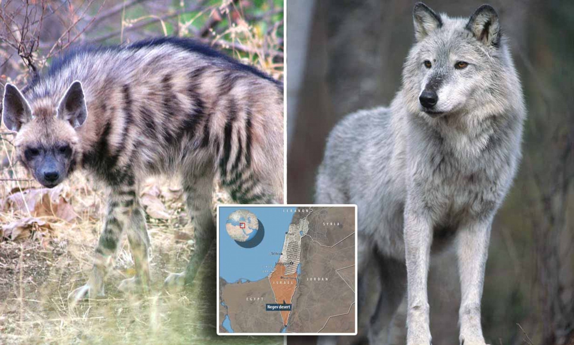 Bất ngờ phát hiện chó sói và linh cẩu đang cùng nhau đi săn ở Trung Đông - Ảnh 1.