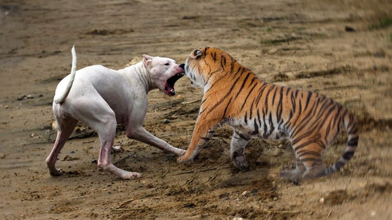 Con chó lớn nhất thế giới có thể đánh bại con hổ nhỏ nhất thế giới không? - Ảnh 3.