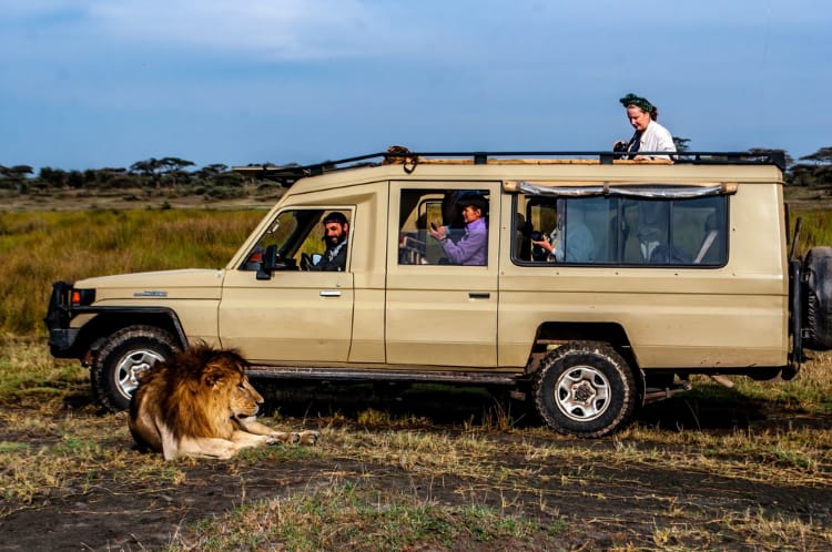 Tại sao sư tử không tấn công người trong xe safari? - Ảnh 1.
